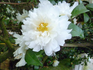 maru992011-01-08 maru992011-01-08