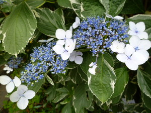 maru992011-06-14 maru992011-06-14