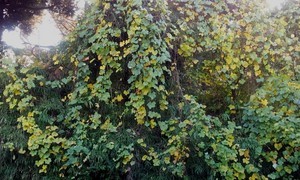 maru992012-11-27 maru992012-11-27