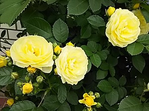 maru992016-05-06 maru992016-05-06