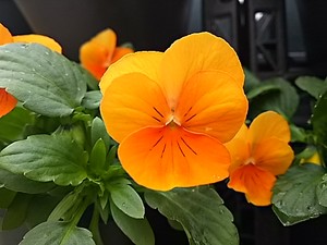 maru992017-12-02 maru992017-12-02