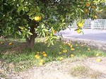 mikawakinta632007-03-05 mikawakinta632007-03-05