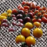 トマトモザイク トマトモザイク