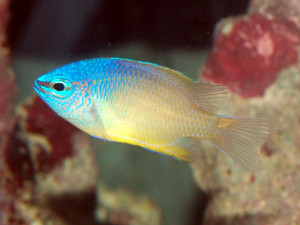 ブルーヘッド ダムセルと呼ばれるスズメダイ類 No Fish ブログ