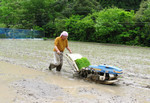 田植え
