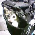 morohiro_s2004-10-12