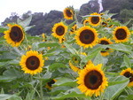 mytecs2007-07-01