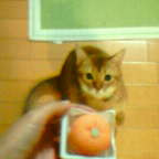 neko-mikan2005-10-30