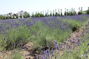 ファーム富田のラベンダー畑 ファーム富田のラベンダー畑