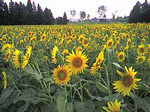 niigatachuetsu2006-08-24 niigatachuetsu2006-08-24