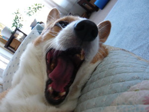 niwazou2008-10-04 niwazou2008-10-04