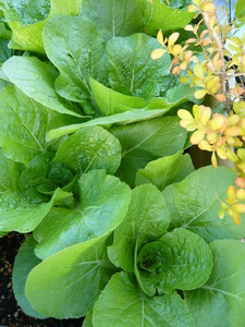 niwazou2009-11-10 niwazou2009-11-10