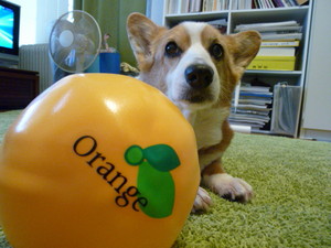 Resultado de imagen para Corgis 乾燥した秋の葉で遊ぶ