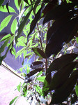 nksn2006-03-17 nksn2006-03-17