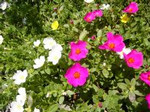 noho_hon2005-08-14