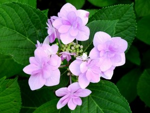 noir5552009-06-14 noir5552009-06-14