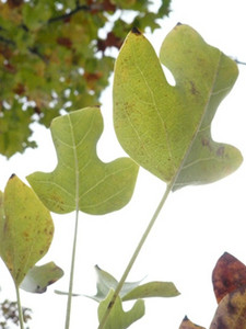 nomrakenta2011-10-30 nomrakenta2011-10-30