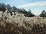 nozomi612015-11-13 nozomi612015-11-13