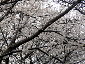 ogwata2007-04-01 ogwata2007-04-01