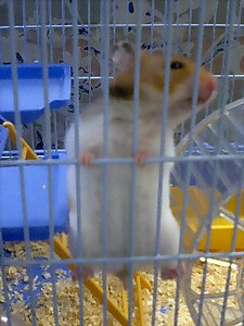 omcon2006-05-20 omcon2006-05-20