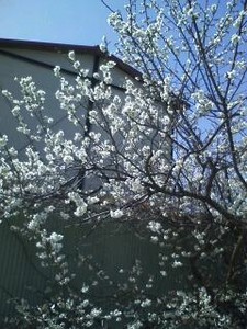 omcon2008-04-06 omcon2008-04-06