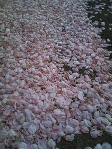 omcon2008-04-23 omcon2008-04-23