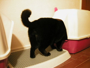 トイレタイムちょこちゃん