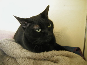 寝起きで不機嫌なはゆこさん