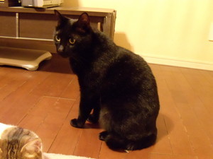 ぶちゃいくちょこ