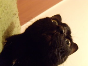 くんくんはゆこさん