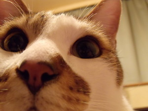 くんくんこたちゃん