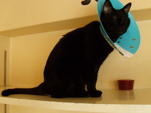 不機嫌なはゆこさん