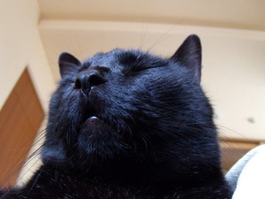 寝てるフリして観察にゃ