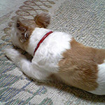 otoshimono2008-01-01