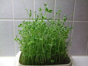 oyumi2010-06-09 oyumi2010-06-09