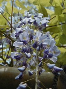 pecorin9112005-04-27 pecorin9112005-04-27