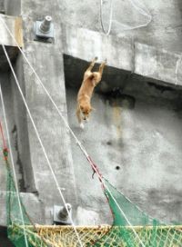 pikarrr2009-04-08 pikarrr2009-04-08