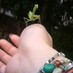 こちらは夏のかまきり