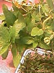 radicafe2004-06-24