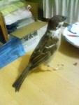 rammmy2009-03-19