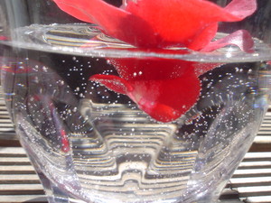 rosa412007-09-02 rosa412007-09-02