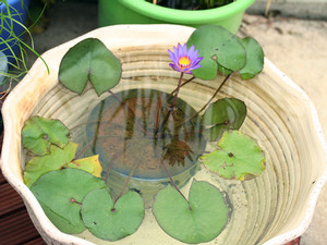 熱帯睡蓮&rdquo;ティナ&rdquo;開花