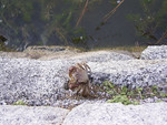 水際にカニ