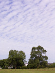 公園のクスノキにいわし雲