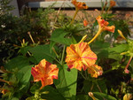 黄と紅の混ざったオシロイバナの花