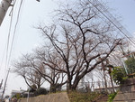 麦野公園の桜