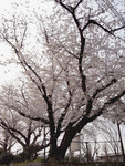 麦野公園の桜