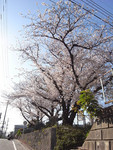 麦野公園の桜　見上げ行く人々