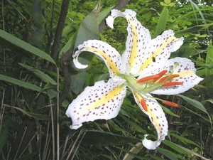 山道に咲いていました。 山道に咲いていました。