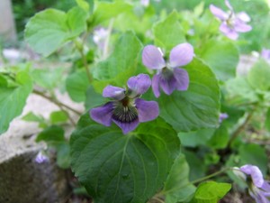 小樽市の裏山にて2013年5月31日撮影